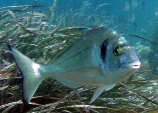  Pesca en Leucate 